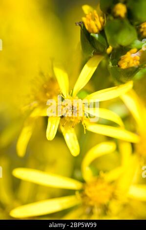Ligularia stenocephala, golden rocket Stock Photo