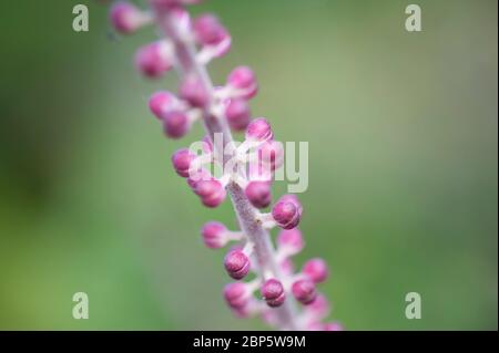 actaea simplex, atropurpurea group, Autumn bugbane, snakeroot Stock Photo