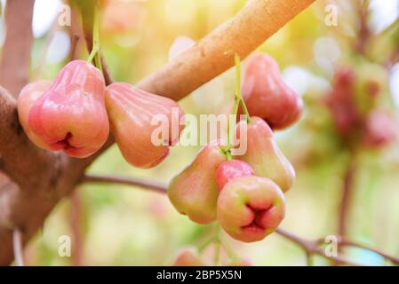Rose apple fruit summer hanging on the tree / rose apples tree in orchard  in Thailand Stock Photo
