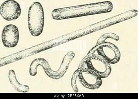 'Bakterien und Strahlenpilze' (1922) Stock Photo