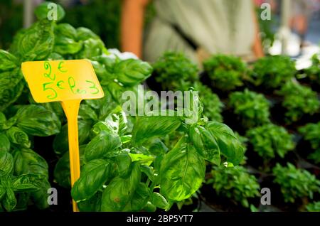 Basil on sale on a specialist market stall in France Stock Photo