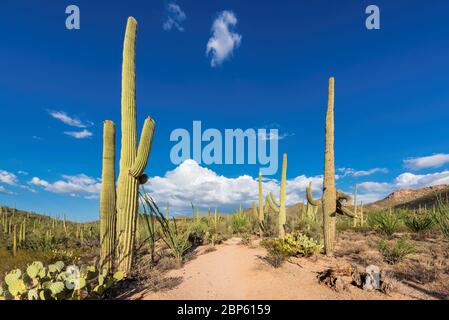 Giant Saguaro cactus in Saguaro National Park Stock Photo