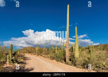 Scenic road trip in Saguaro National Park Stock Photo
