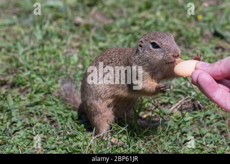 Sysel - adorable animal. Concept of connection with nature. Stock Photo