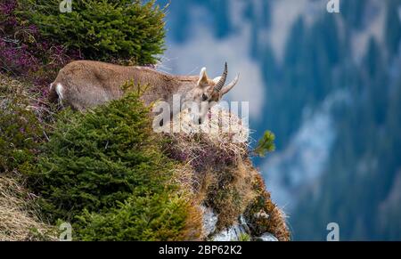 young ibex in steep rockface in the Bernese Alps Stock Photo
