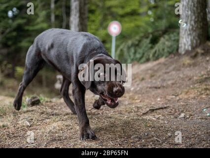 brown labrador retriever playing with soap bubbles Stock Photo