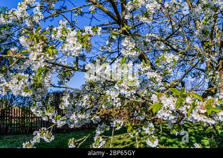 White blooming Cherry Tree in a garden Stock Photo
