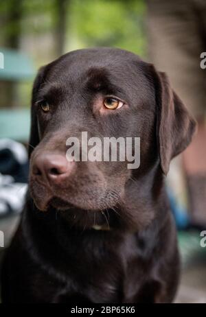 portrait of a young brown labrador retriever Stock Photo