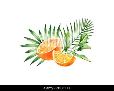 Watercolor orange fruits. Tropical bouquet with juicy fruits and palm leaves. Botanical hand drawn illustration for food label design Stock Photo