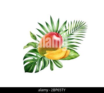 Watercolor mango fruits. Tropical sliced fruit with palm branches. Realistic monstera leaf. Botanical hand drawn illustration for food label design Stock Photo