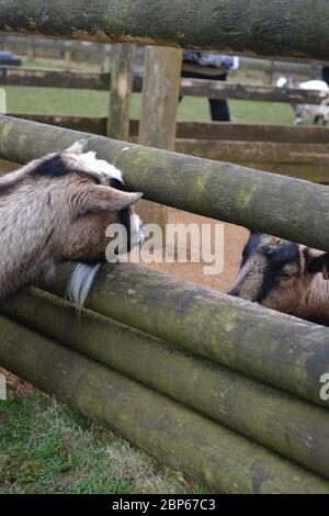 Two young goats looking at each other through a gap in a wooden fence. Communicating despite being separated Stock Photo