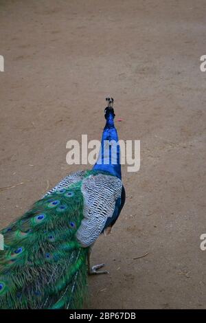 A peacock walking away from the camera: bright blue neck and lovely green, eye-like tail feathers. Male Indian Peafowl (pavo cristatus) Stock Photo