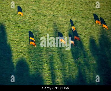 Aerial view, brown and white cows on pasture in the Oelinghauserheide, Arnsberg, Sauerland, North Rhine-Westphalia, Germany Stock Photo