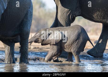 African elephants at a waterhole in Mana Pools National Par, Zimbabwe Stock Photo
