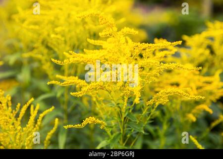Yellow Goldenrod Flowers (Solidago canadensis) Stock Photo