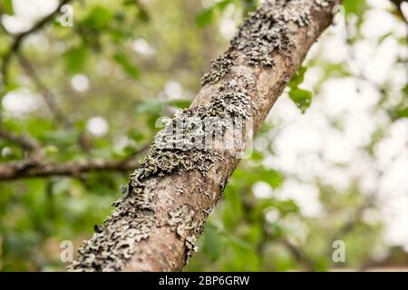 Branch of an old apple tree with lichen covered bark Stock Photo