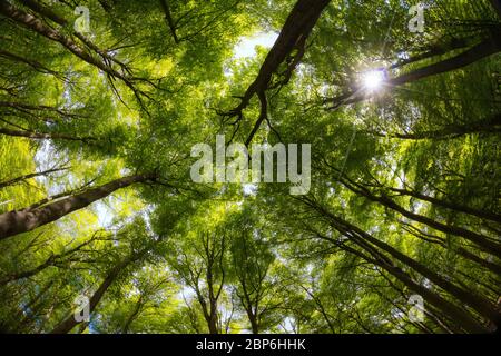 Dreamy view into the treetops. Forest with deciduous trees in spring, Lüneburg Heath. Germany