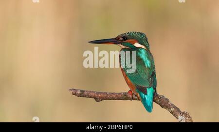 Common kingfisher,Alcedo atthis known as Blue Lightning, beginning day searching food (catching fish) at São Domingos river banks.Peniche. Portugal. Stock Photo