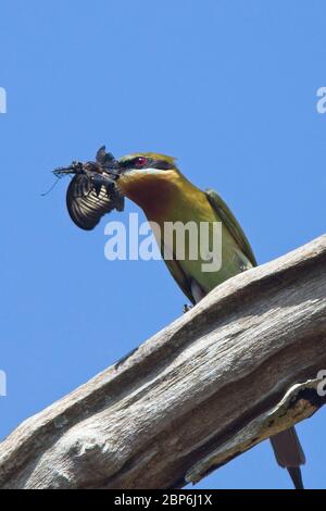 Blue-tailed Bee-eater (Merops philippinus), with a butterfly, Uda Walawe National Park, Sri Lanka. Stock Photo