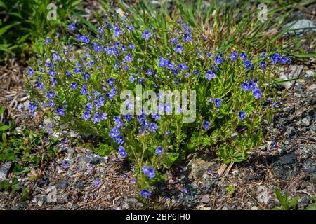 Germander speedwell, Bird-eye, Gamander-Ehrenpreis, Männertreu (Veronica chamaedrys) Stock Photo