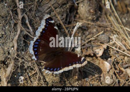 Nymphalis antiopa (Camberwell beauty butterfly / Trauermantel) Stock Photo