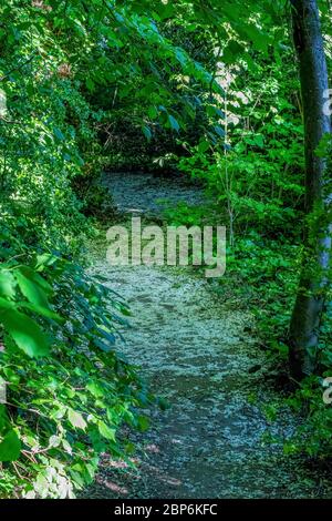 Leafy path covered in petals Stock Photo