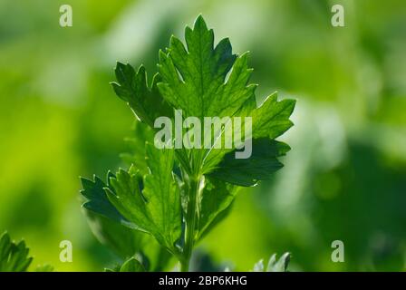 Celery on a green background Stock Photo