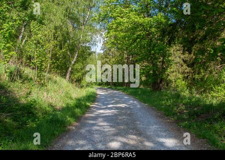 Forest road near the military training area Allentsteig, Döllersheim, Waldviertel, Austria Stock Photo