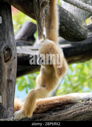 Weisshand Gibbon Baby Stock Photo