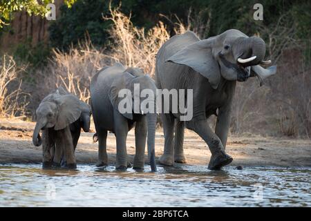 African elephants at a waterhole in Mana Pools National Par, Zimbabwe Stock Photo