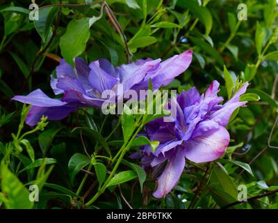 Beautiful Purple Clematis in full bloom. Springtime in London during Coronavirus lockdown. Climbing plant in gardens, parklands, woods and meadows. Stock Photo