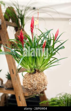 Kokedama balls with a tillandsia plants on a white background Stock Photo