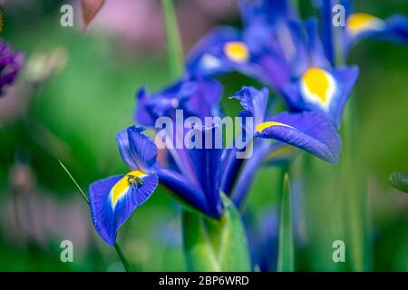 Close up of blue wild Irises in full bloom May 2020 Stock Photo