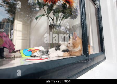 Concept of pet love.  Two cats sleeping in the Amsterdam window Stock Photo
