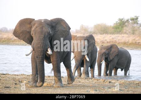 Three large Elephant bulls leave the water in Kruger park South Africa Stock Photo
