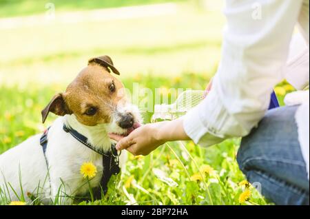 Dog drinking water from women hand on hot summer day. Stock Photo