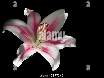 Studio close-up of a single white lily flower (lilium) with pink stripes in the center of the leaf isolated on black lit from below. Stock Photo