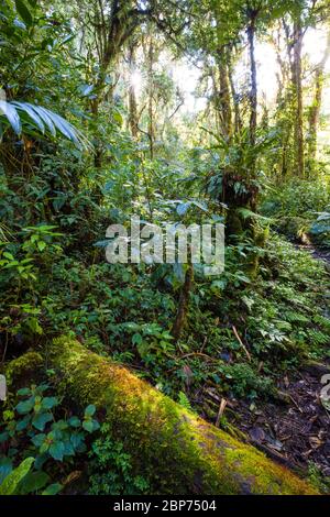 Lush tropical vegetation on the cloudforest floor in La Amistad national park, Chiriqui province, Republic of Panama. Stock Photo