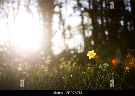 A daffodil is lit up by the early morning sun at a park in east Belfast, Northern Ireland. Stock Photo