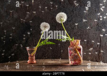 Two dandelion flowers leaning towards each other, as if reaching hands - concept of love or attraction Stock Photo