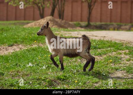 A small mottled goat on a green lawn.  Stock Photo