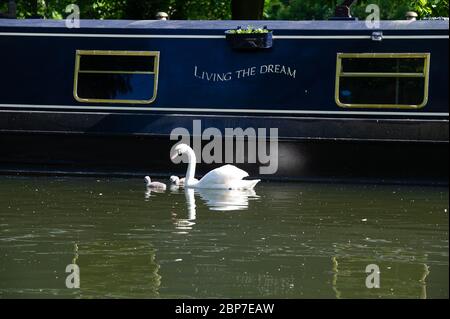 Windsor, Berkshire, UK. 18th May, 2020. A female mute swan and her two cygnets  swim past a narrow boat called Living the Dream on a warm sunny morning on the River Thames in Windsor, Berkshire. Credit: Maureen McLean/Alamy Live News Stock Photo