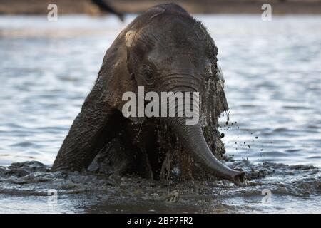 African Elephants drinking at a waterhole in Mana Pools National Park Stock Photo