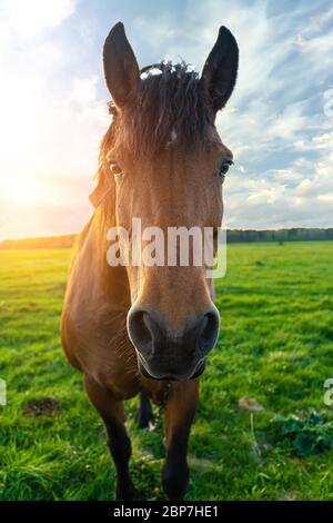 horse head close up at sunset against a blue sky Stock Photo