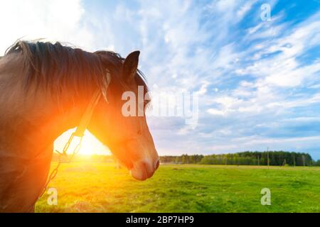 horse head close up at sunset against a blue sky Stock Photo