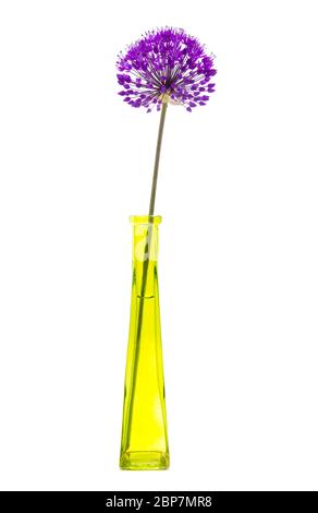 A single purple Allium hollandicam Purple Sensation in a slender yellow-green to glass vase on a white background. The inflorescence comprises umbels Stock Photo