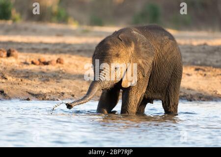 African Elephants drinking at a waterhole in Mana Pools National Park Stock Photo