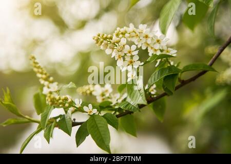 Blooming bird cherry in spring. Flowers of bird cherry close up Stock Photo