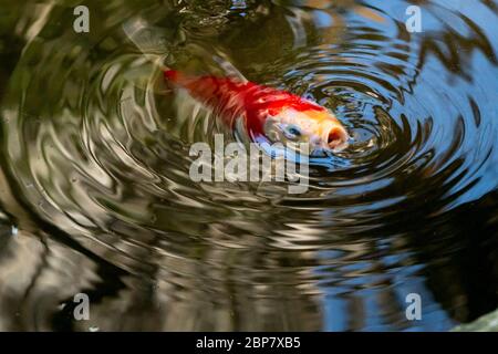 Red and white Gosanke variety Koi (Japanese: literally 'brocaded carp'), are ornamental domesticated varieties of the common carp (Cyprinus carpio) th Stock Photo