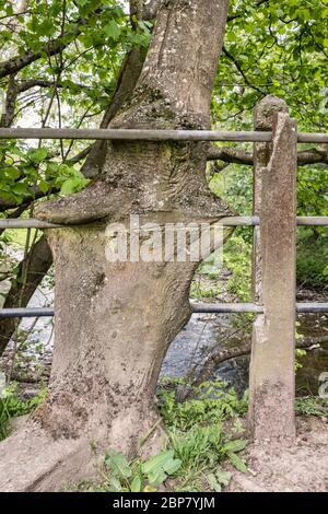An old ash tree (fraxinus excelsior) growing around railings on a footbridge, Wales, UK Stock Photo